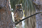 Great Horned Owl