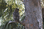 Great Horned Owl