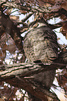 american eagle owl