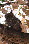american eagle owl