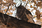 american eagle owl