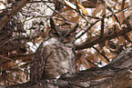 american eagle owl