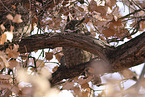 american eagle owl