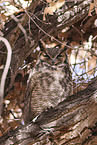 american eagle owl