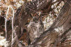 american eagle owl