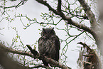 Great horned owl