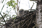 Great horned owl