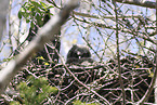 Great horned owl