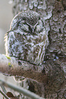 Great Horned Owl
