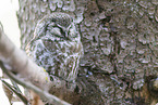 Great Horned Owl