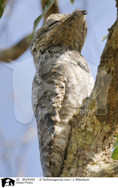 Great Potoo / JR-04555