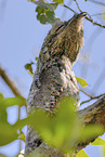 Great Potoo