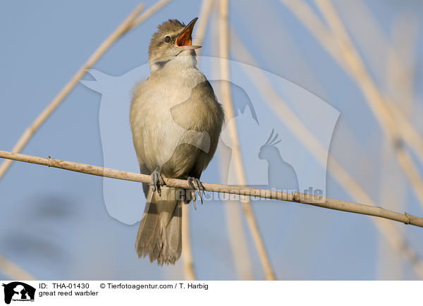 Drosselrohrsnger / great reed warbler / THA-01430