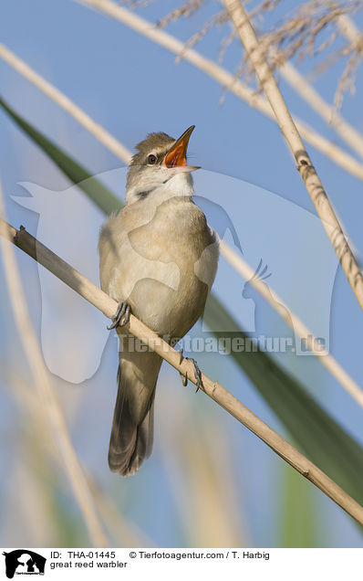 Drosselrohrsnger / great reed warbler / THA-01445