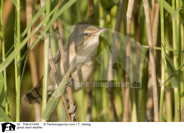 Drosselrohrsnger / great reed warbler / THA-01448