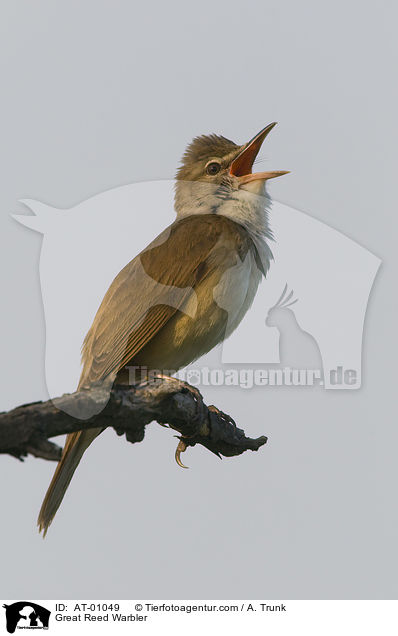 Drosselrohrsnger / Great Reed Warbler / AT-01049