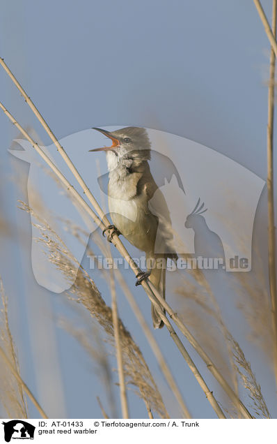 great reed warbler / AT-01433