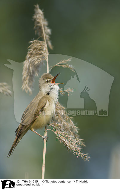 great reed warbler / THA-04915