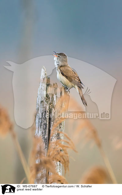 great reed warbler / WS-07687