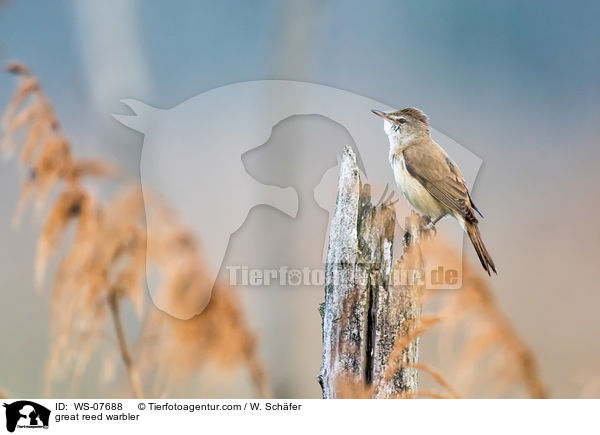 great reed warbler / WS-07688