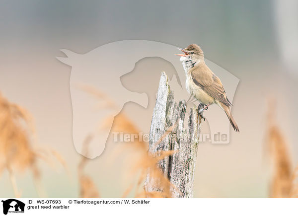Drosselrohrsnger / great reed warbler / WS-07693