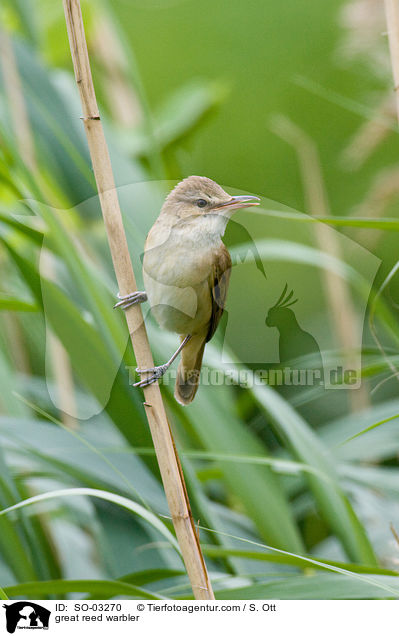 Drosselrohrsnger / great reed warbler / SO-03270
