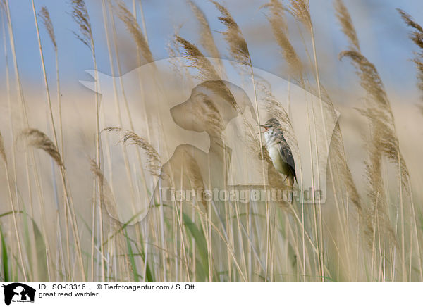 Drosselrohrsnger / great reed warbler / SO-03316