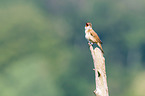 great reed warbler