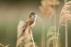 great reed warbler