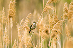great reed warbler