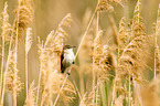great reed warbler