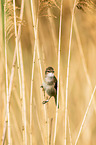 great reed warbler