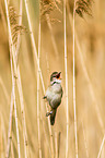 great reed warbler
