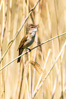 great reed warbler