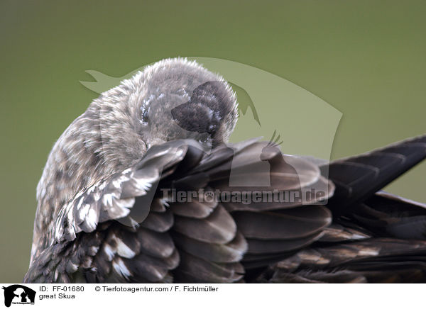 great Skua / FF-01680