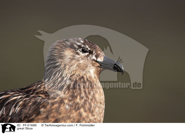 great Skua / FF-01686