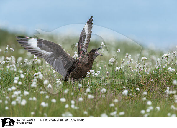 Groe Raubmwe / Great Skua / AT-02037