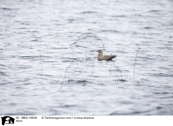 Groe Raubmwe / skua / MBS-16808