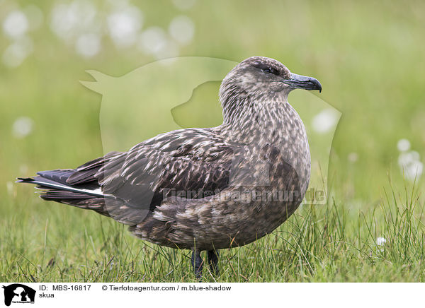 Groe Raubmwe / skua / MBS-16817