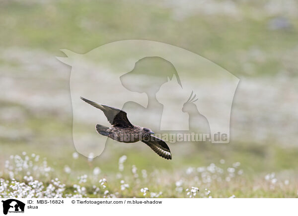 Groe Raubmwe / skua / MBS-16824