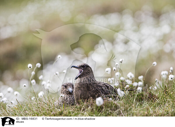 skuas / MBS-16831