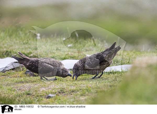 Groe Raubmwen / skuas / MBS-16832
