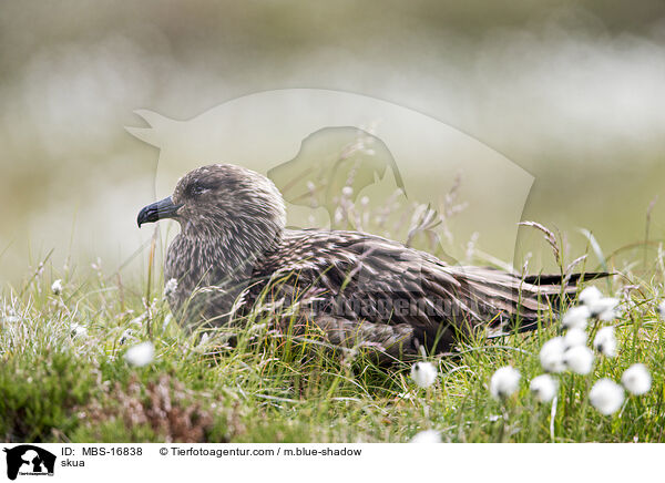 skua / MBS-16838
