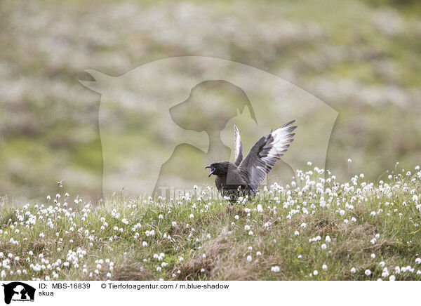 Groe Raubmwe / skua / MBS-16839