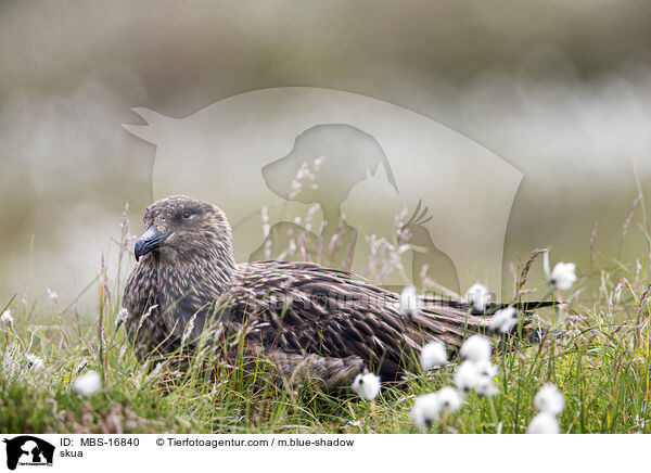 Groe Raubmwe / skua / MBS-16840