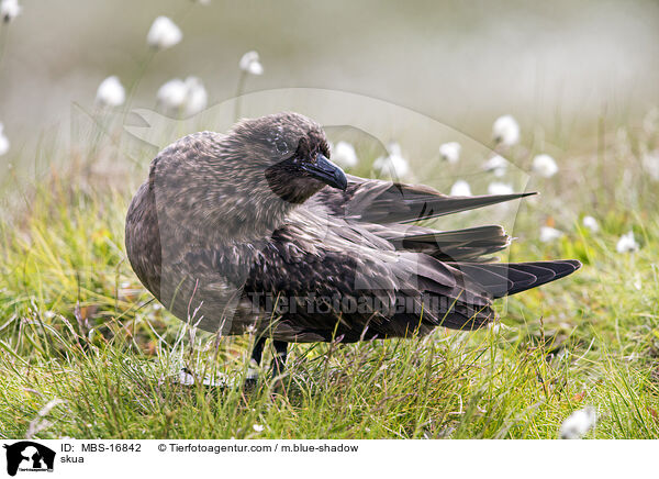 skua / MBS-16842
