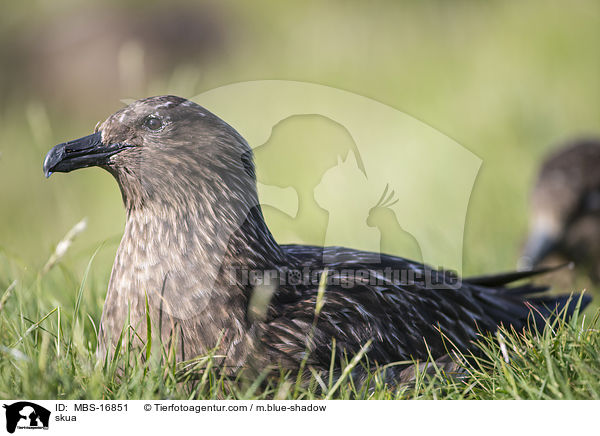 Groe Raubmwe / skua / MBS-16851