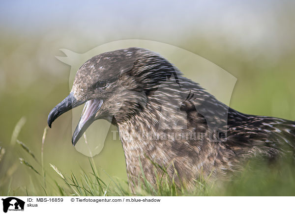 skua / MBS-16859