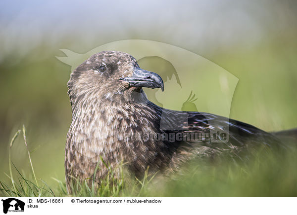 skua / MBS-16861