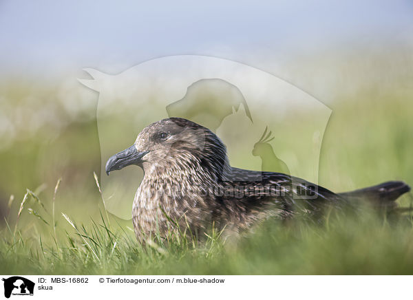 skua / MBS-16862